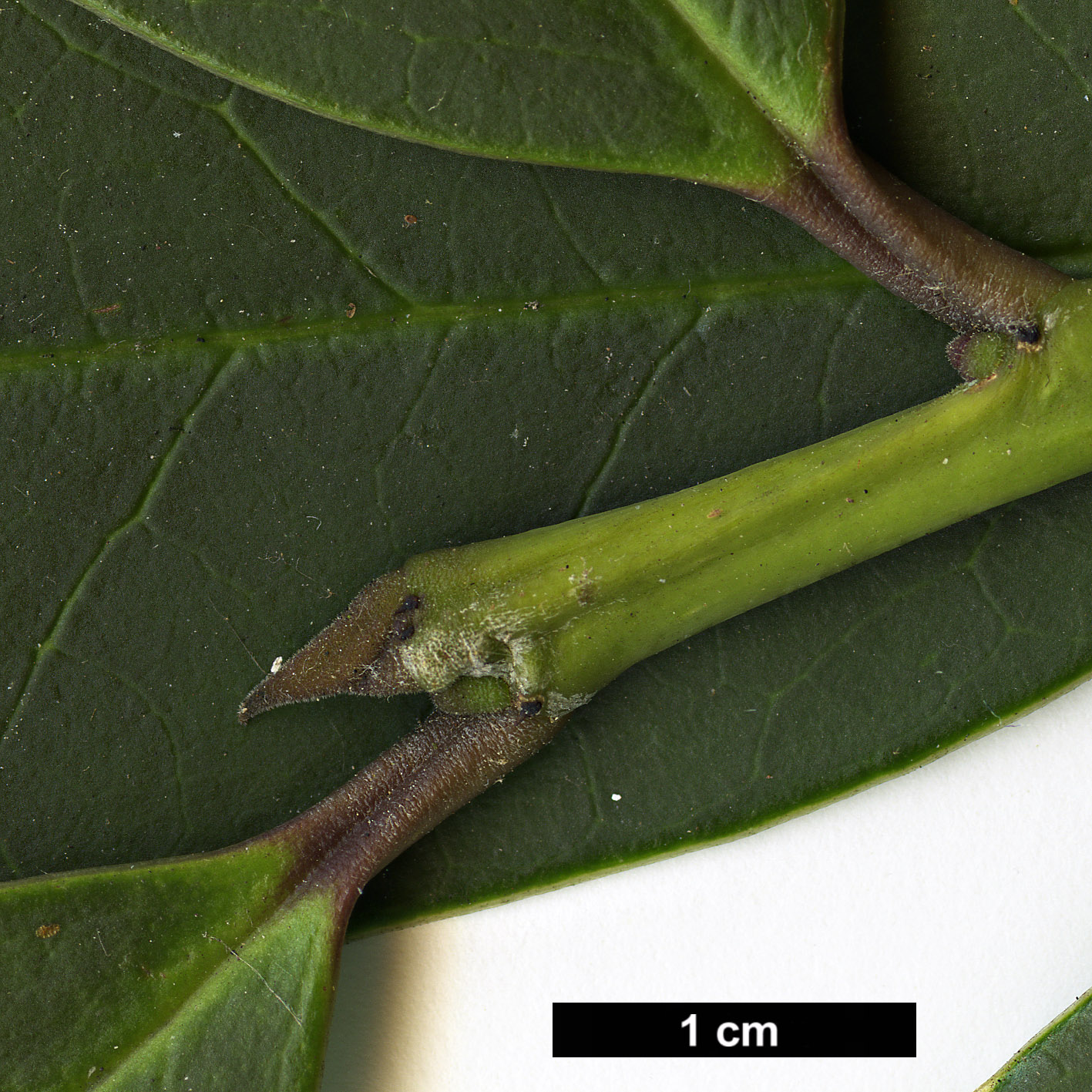 High resolution image: Family: Aquifoliaceae - Genus: Ilex - Taxon: hookeri HORT